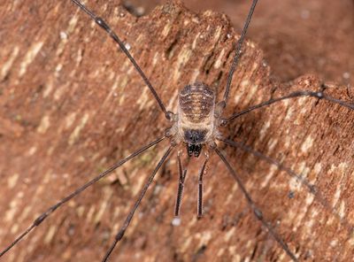 Mitostoma chrysomelas