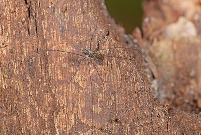 Mitostoma chrysomelas
