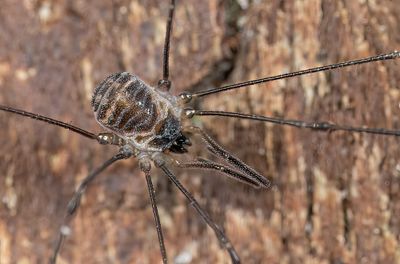 Mitostoma chrysomelas