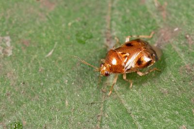 Deraeocoris lutescens / Loofboomhalsbandwants