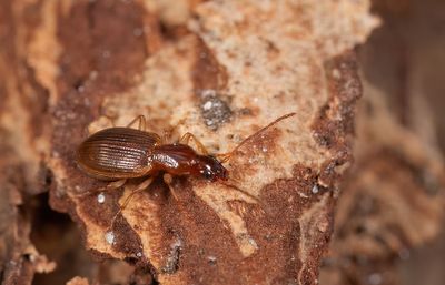 Oxypselaphus obscurus / Smalhalssnelloper