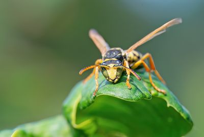 European paper wasp / Franse Veldwesp