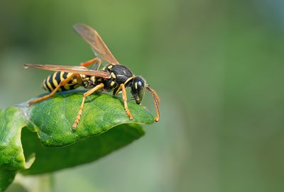 European paper wasp / Franse Veldwesp