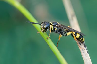 Mellinus arvensis / Gewone vliegendoder