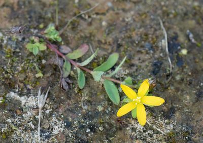 Hypericum humifusum L./ Liggend hertshooi
