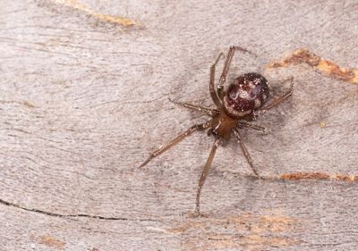 Steatoda grossa / Grote steatoda