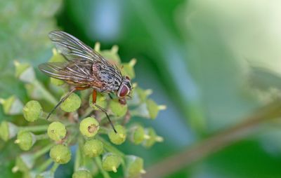 Phaonia valida