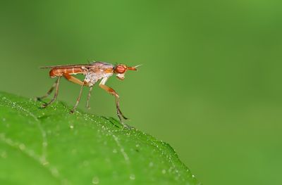 Limnia unguicornis / Gewone streepslakvlieg