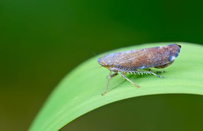 Fieberiella florii