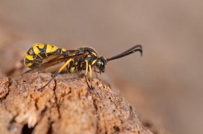 Sphinctus serotinus