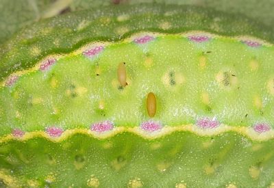 Sphinctus serotinus