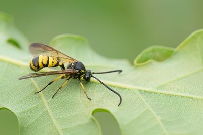 Sphinctus serotinus