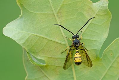 Sphinctus serotinus
