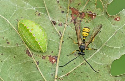 Sphinctus serotinus
