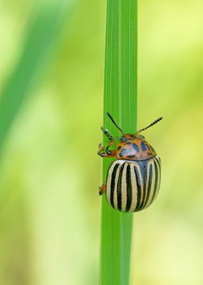 Colorado potato beetle / Coloradokever