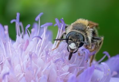 Andrena hattorfiana / Knautiabij
