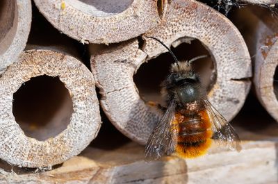 Osmia cornuta / Gehoornde metselbij