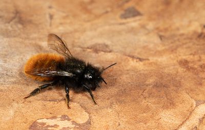 Osmia cornuta / Gehoornde metselbij