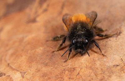 Osmia cornuta / Gehoornde metselbij