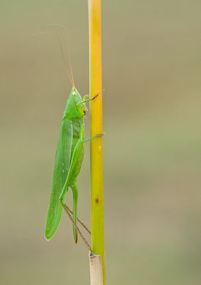 Ruspolia nitidula / Grote spitskop