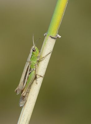 Lesser marsh grasshopper / Kustsprinkhaan