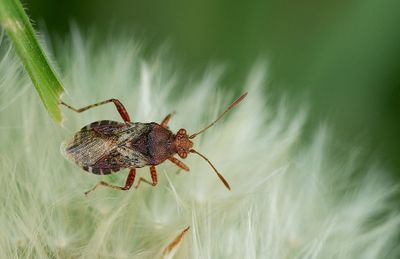Rhopalus subrufus / Geblokte glasvleugelwants
