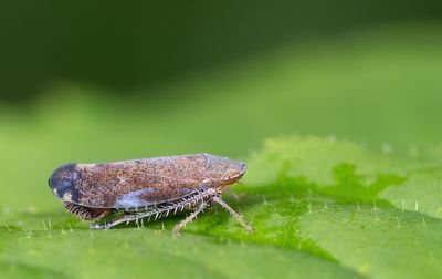 Fieberiella florii