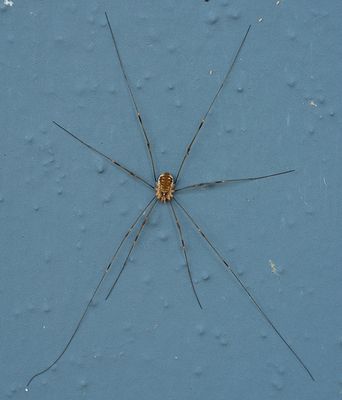 Opilio canestrinii / Rode hooiwagen