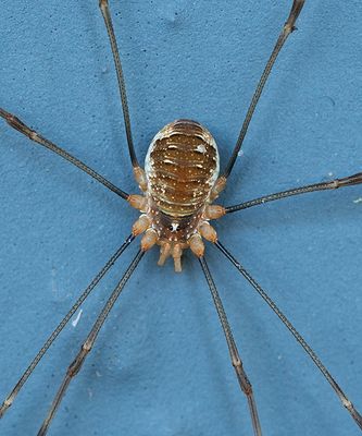 Opilio canestrinii / Rode hooiwagen