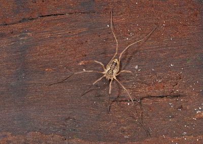 Oligolophus tridens / Drietandhooiwagen
