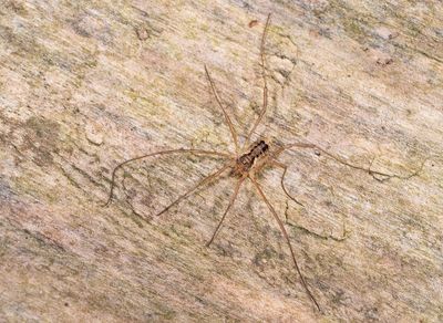Oligolophus tridens / Drietandhooiwagen