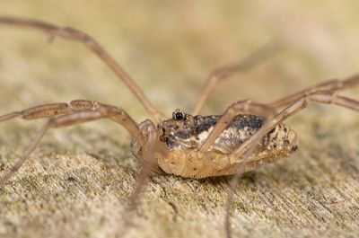 Oligolophus tridens / Drietandhooiwagen