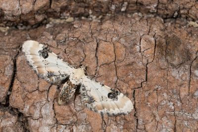 Eupithecia centaureata / Zwartvlekdwergspanner