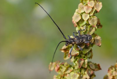 Monochamus sutor 