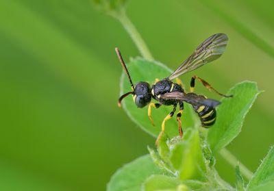 Cerceris quinquefasciata / Kleine knoopwesp