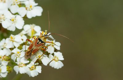 Calocoris roseomaculatus / Roodgetekende prachtblindwants
