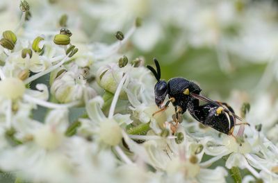 Brachymeria spec.