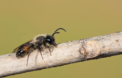 Andrena rosae / Roodrandzandbij