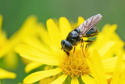 Cheilosia bergenstammi / Kruiskruidgitje