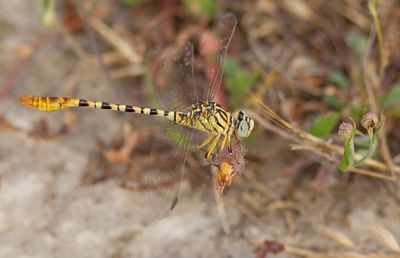 Waved pincertail / Golftanglibel