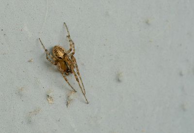 Zygiella x-notata / Venstersectorspin