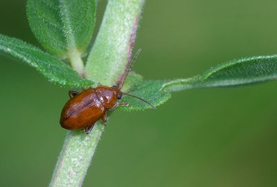 Neocrepidodera transversa
