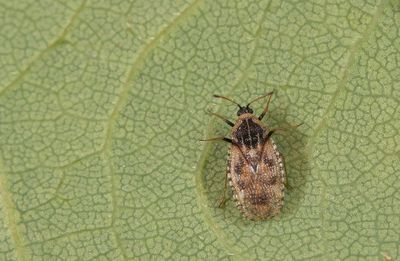 Dictyla echii / Slangenkruidnetwants