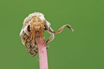 Furrow spider / Rietkruisspin