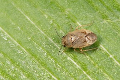 Strongylocoris luridus / Gele klokjeswants
