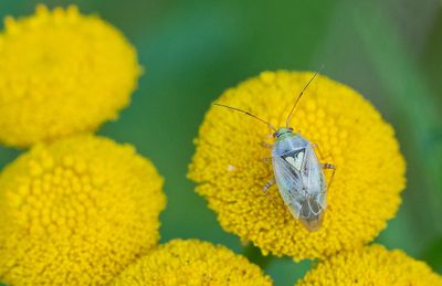 Lygus pratensis / Weideschaduwwants