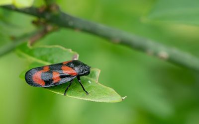 Cercopis vulnerata / Bloedcicade