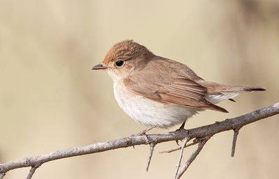 Red-breasted flycatcher / Kleine vliegenvanger