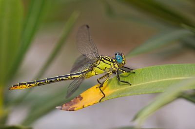 Syrian Clubtail / Syrische rombout