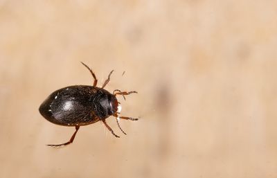 Hydroporus erythrocephalus